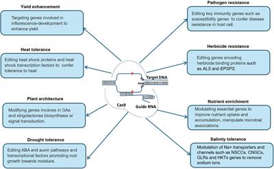 Application of CRISPR/Cas-based gene-editing for developing better banana